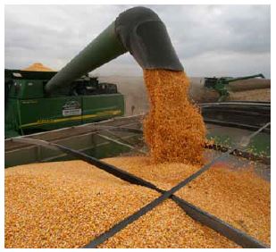 Uneven grain moisture levels are likely after an early frost, so check every load coming from the field.